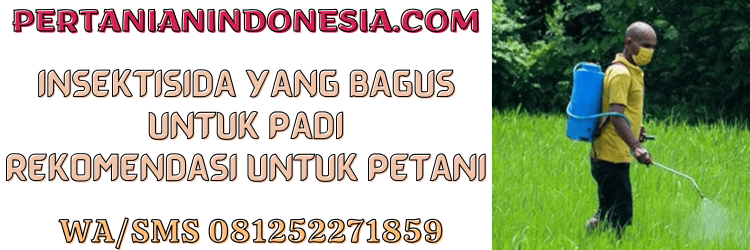 insektisida,bagus,padi,pestisida,pertanian indonesia